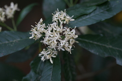 Tarenna asiatica